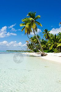 海滩沙滩晴天假期海景天堂植物太阳棕榈热带旅游海岸图片