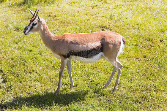 草地上的哺乳动物动物瞪羚食草速度野生动物牛角喇叭大草原濒危图片