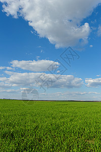 蓝云天空下的小麦田草地土地农场场地牧场环境天气生长风景玉米图片