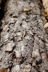 松树的树皮宏观木材插图树干木头植物森林季节环境生长图片