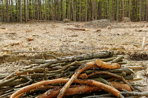 砍伐森林和伐木日志风景戒指材料木材环境收成季节损害破坏图片