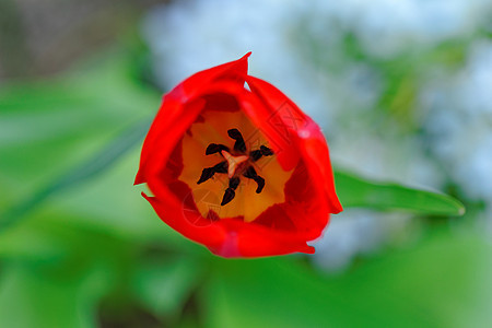 郁金tullip 特写花束礼物植物群花瓣植物花园叶子宏观图片