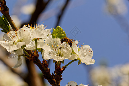 有蜜蜂的樱花树叶子蜂蜜植物学翅膀花粉昆虫季节森林花朵天空图片