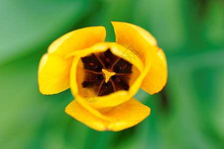 郁金tullip 特写花园叶子花瓣花束植物植物群宏观礼物图片