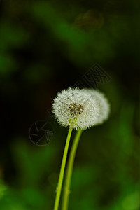 蒲公英花种子场景花朵植物学草地季节花园生活蓝色场地图片