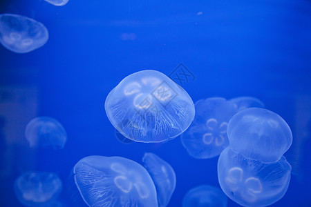 美杜沙热带野生动物危险情调动物异国海洋学蓝色生物海洋图片