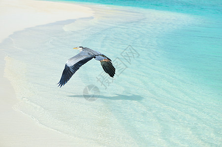沙滩的海绵荒野旅行海洋海滩白色蓝色野生动物白鹭灰色热带图片