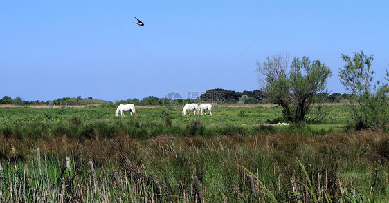 法国Camargue景观 法国环境池塘草地野生动物自由蓝色荒野国家湿地旅行图片