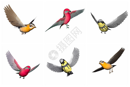 一组歌鸟 - 3D Grode图片