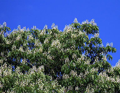 栗子树植物群花朵晴天植物树叶植物学蓝色天空生长季节图片