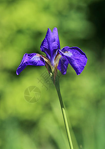 黄场地植物蓝色生长花朵季节植物群花瓣叶子树叶图片