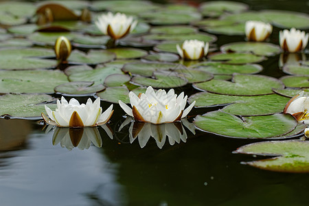 池塘里的百里水海浪荷花植物绿色花瓣百合叶子白色花朵冥想图片
