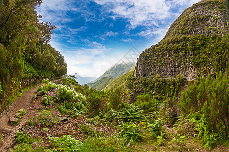 马德拉 地德林风景花朵树木天空植物群热带动物群山沟植物栏杆蓝色图片