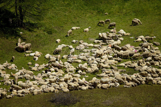 羊草原羊毛乡村农村羊肉山脉人群农场草地团体图片