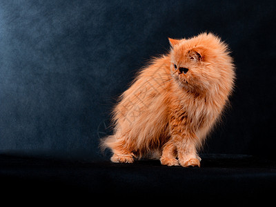 红色的波斯人大成年人纯种猫背景黑色水平宠物动物羊毛摄影图片