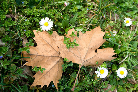 春花和秋叶图片