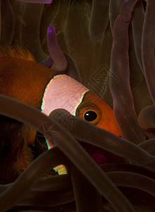 Anemone鱼在阿内蒙图片