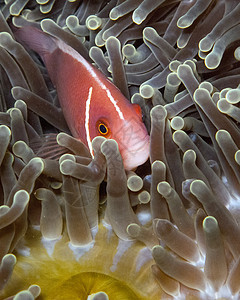 粉红鱼海洋水样粉色海葵生物学旅游野生动物旅行潜水水域图片