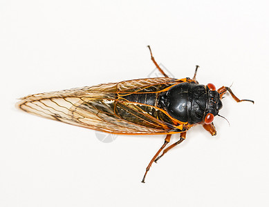 Brood II的岩晶图黑色害虫漏洞翅膀宏观骨骼身体野生动物生物昆虫图片
