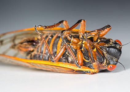 Brood II的岩晶图身体臭虫骨骼害虫黑色生物野生动物翅膀昆虫漏洞图片