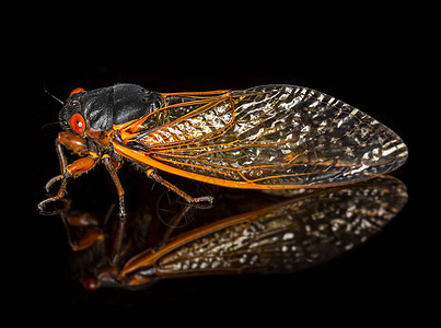 Brood II的岩晶图臭虫身体生物眼睛昆虫翅膀宏观野生动物黑色害虫图片