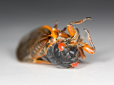 Brood II的岩晶图黑色翅膀昆虫眼睛害虫漏洞宏观身体生物野生动物图片