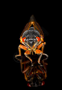 Brood II的岩晶图身体害虫野生动物生物翅膀漏洞眼睛黑色宏观骨骼图片