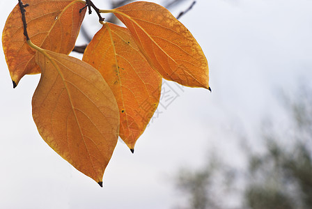 persimmon 树叶图片