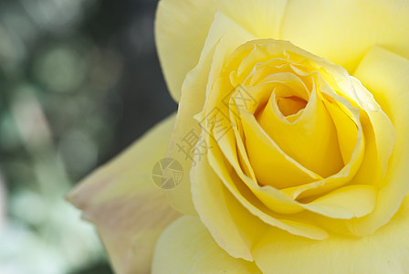 黄玫瑰晴天射线荆棘花日光叶子蓝天阳光图案玫瑰植物图片