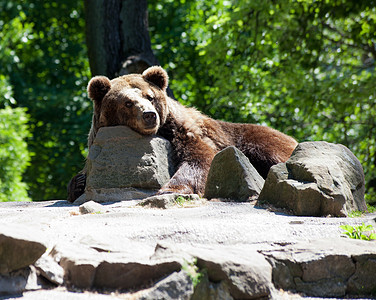 棕熊在城市动物园动物园荒野哺乳动物野生动物岩石捕食者动物图片