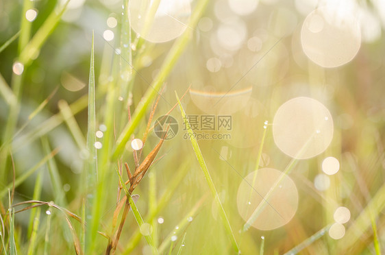 带水滴的草环境植物宏观生态液体花园生活草地叶子绿色图片