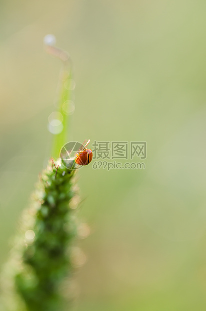 植物上的小小虫瓢虫橙子昆虫植物群漏洞野生动物宏观图片