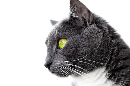 绿眼猫注意力瞳孔眼睛头发宠物鼻子白色虎斑灰色绿色图片