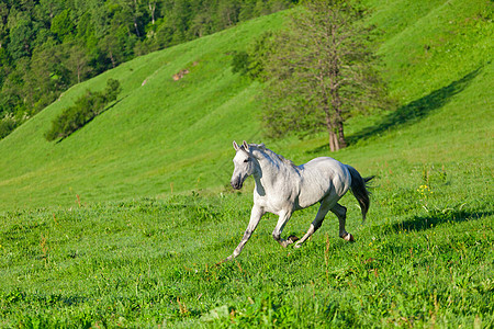 灰色阿拉伯马在绿色草地上奔驰团体鬃毛赛跑者良种板栗牧场马匹农场马术跑步图片