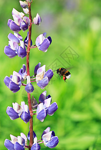 大黄蜂飞翔施肥野花花头花瓣生态季节植物昆虫园艺动物图片