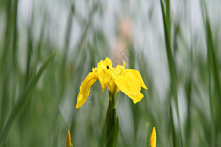 黄旗虹旗帜芦苇黄色植物花瓣沼泽图片