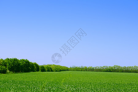 绿地 森林和蓝天空 夏季风景背景图片