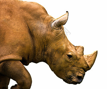 白色背景上分离的犀牛生物哺乳动物双角喇叭受保护身体危险荒野食草厚皮图片
