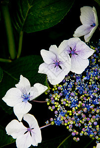 花生植物的果实兰花粉色花瓣白色绿色花店植物群花园美丽香味图片