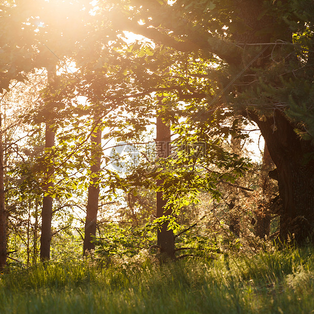 夏林光束射线金子辉光公园神话橡木森林亮度小路图片