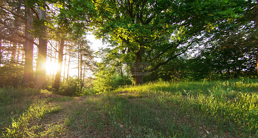 夏林森林射线金子亮度公园辉光神话光束橡木小路图片