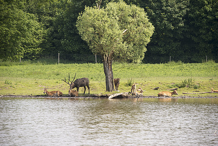 红鹿组动物林地森林公园毛皮季节驯鹿野生动物树木马鹿图片