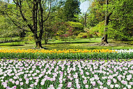 图利普花园季节花瓣黄色植物群郁金香植物红色别墅公园活力图片