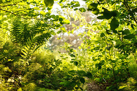 夏林射线金子森林辉光亮度阳光植物神话公园小路图片