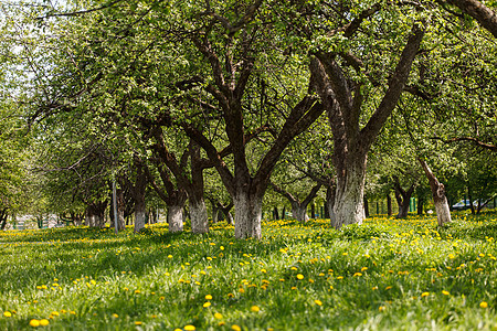 春季公园叶子牧场农场草地城市土地花瓣花园雏菊场地图片