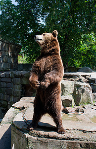 棕熊动物捕食者哺乳动物荒野棕色爪子危险图片