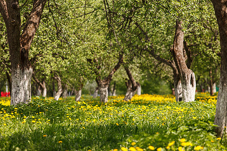 春季公园场地花园叶子天气国家雏菊土地农场花瓣牧场图片