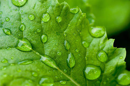 雨水滴滴子宏观雨滴花园生活叶子植物群生长静脉植物学森林图片