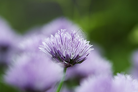 花冠装饰花植物群生物学营养叶子香葱草药花园植物植物学草本植物图片