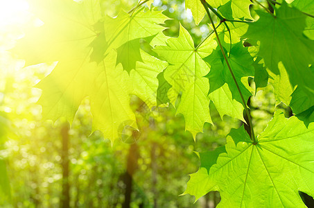 花木背景的树叶树木生长太阳光线框架生活植物叶子森林公园环境图片